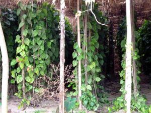 1024px-Betel_Plant