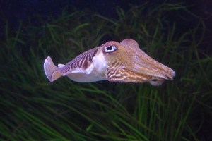 Cuttlefish_@_Oceanário_de_Lisboa