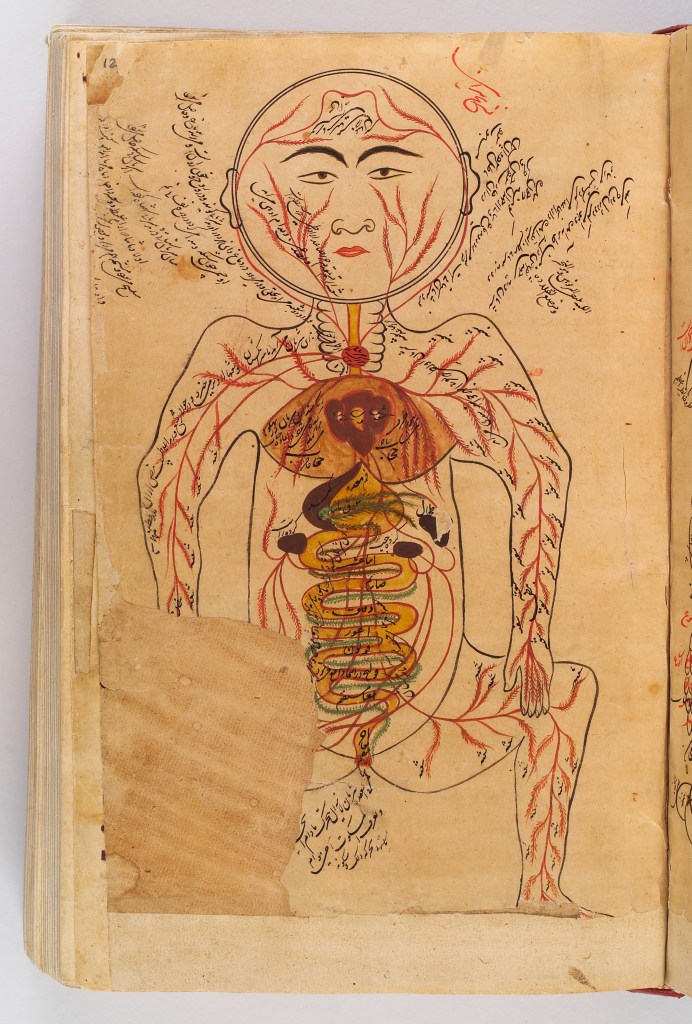 L0029162 Drawing of viscera etc., Avicenna, Canon of Medicine